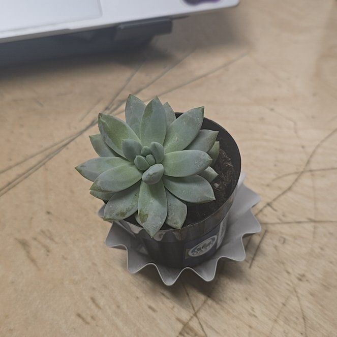 Photo of the plant species Sedeveria 'Lilac Mist' by @SpicyAcajou13 named Maya on Greg, the plant care app