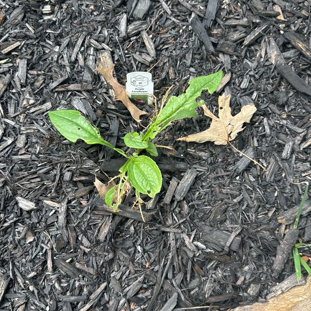 Photo of the plant species Purple Coneflower by @SunnyBonsi89 named Kesha on Greg, the plant care app