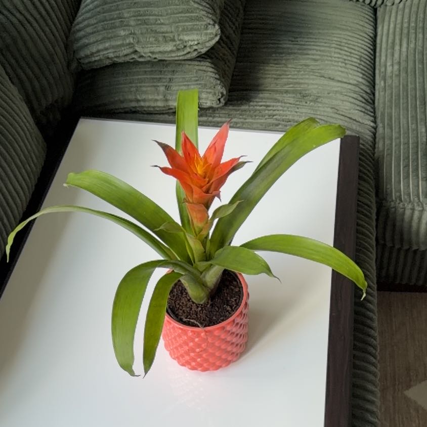 Photo of the plant species Guzmania Bromeliad by @FunRedfir11 named Fernie Mercury on Greg, the plant care app