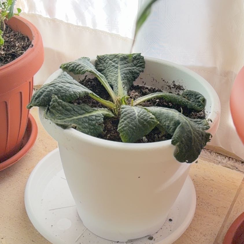 Photo of the plant species Common Primrose by @UndividedTipa87 named Primula on Greg, the plant care app