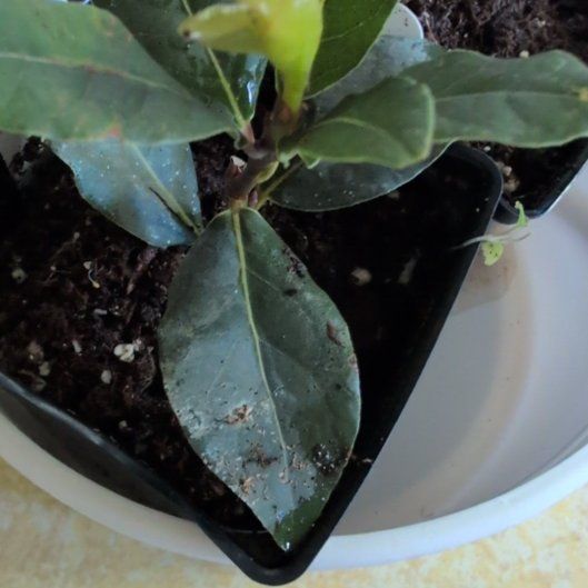 Photo of the plant species Bay Laurel by @HeroicSiricote named Lola on Greg, the plant care app