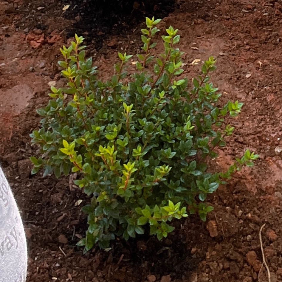 Photo of the plant species Encore Azalea 'Autumn Empress' by @LordlyDuranta90 named Willow on Greg, the plant care app