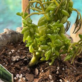 Photo of the plant species Peperomia axillaris by @KeyLithops68 named Lavender on Greg, the plant care app