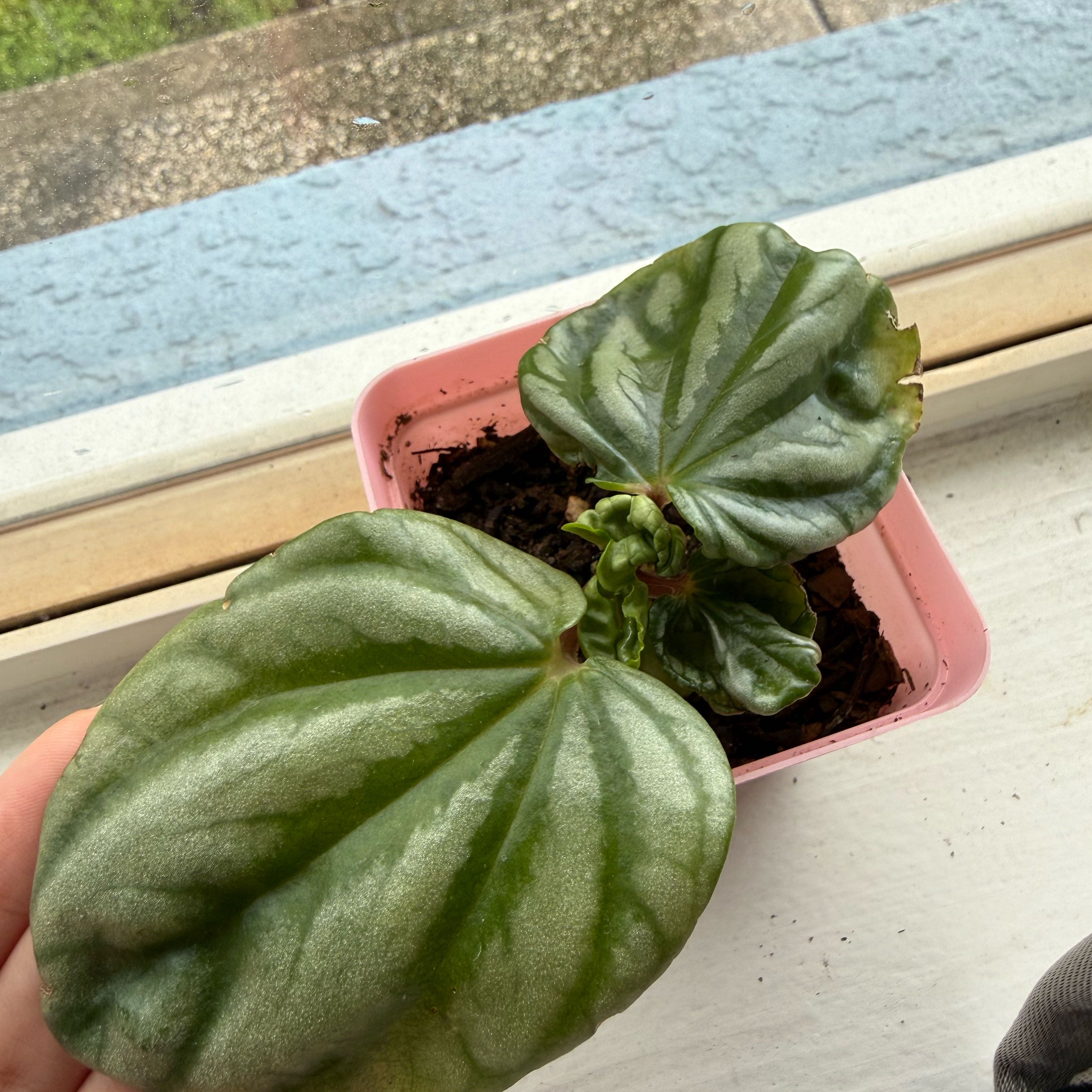 Photo of the plant species Peperomia Ecuador by @AnewSwampbay92 named Matica on Greg, the plant care app