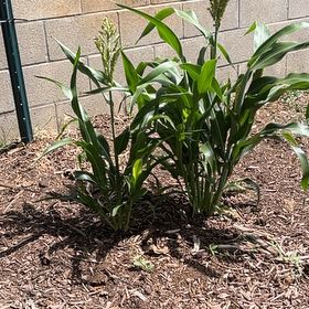 Photo of the plant species Corn by @WorthyKaraka76 named Bodhi on Greg, the plant care app