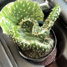 Photo of the plant species Opuntia cylindrica f. cristata by @NativeOmnom60 named Sheldon on Greg, the plant care app