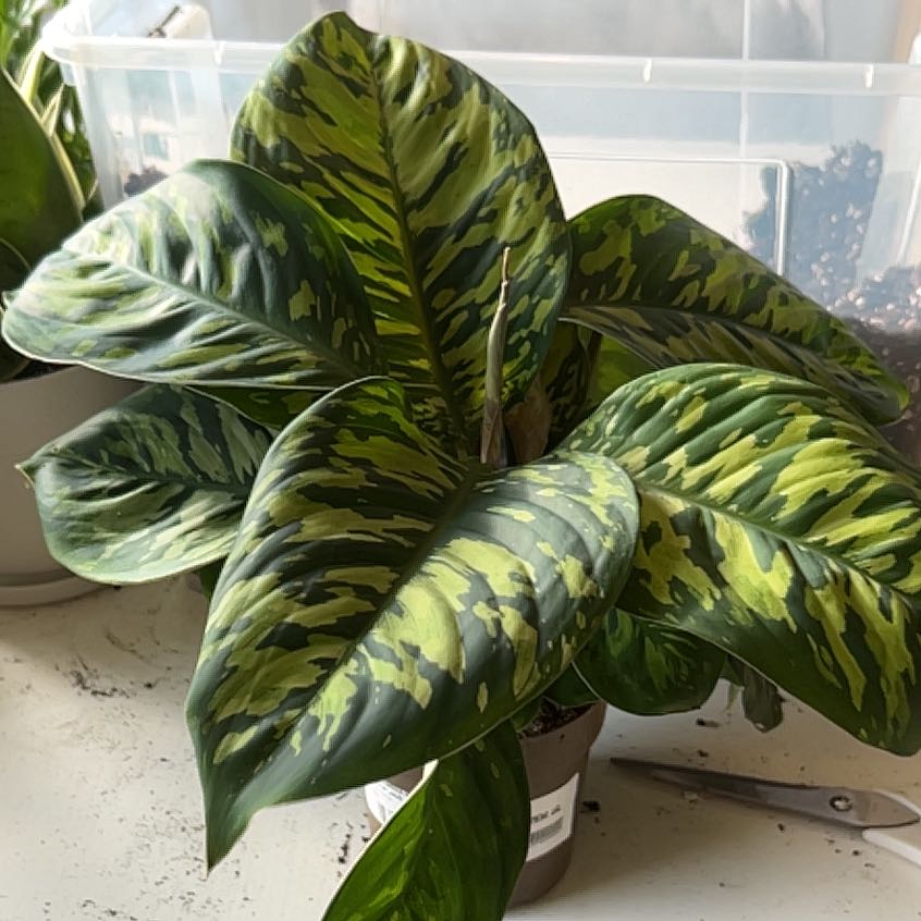 Photo of the plant species Camoflage by @TimelyWasabi13 named Camo on Greg, the plant care app