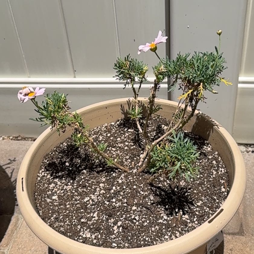 Photo of the plant species Garden Cosmos by @SwellPecan79 named James Dean on Greg, the plant care app