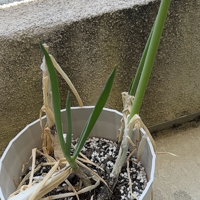 Photo of the plant species Bulb Onion by @SwellPecan79 named Daphne on Greg, the plant care app