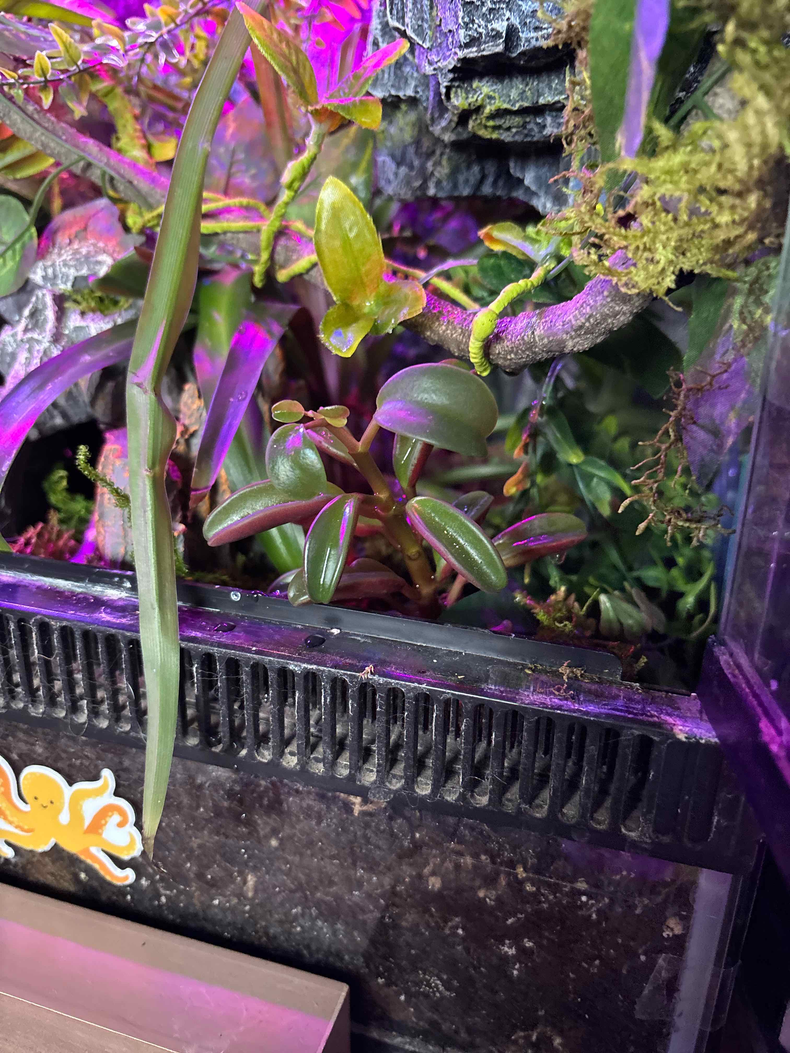 Photo of the plant species Ruby Glow Peperomia by @BeatinAspen named Ruby on Greg, the plant care app