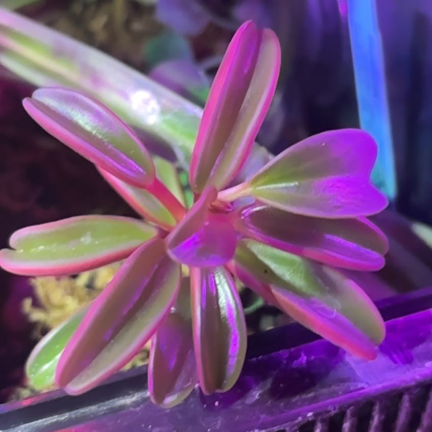 Photo of the plant species Ruby Glow Peperomia by @BeatinAspen named Ruby on Greg, the plant care app