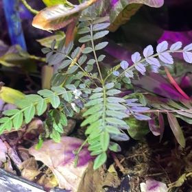Photo of the plant species Jacaranda by @BeatinAspen named Day Man on Greg, the plant care app