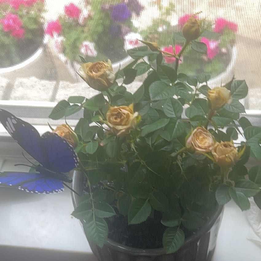Photo of the plant species Rose by @PrimoApple52 named Wall-E on Greg, the plant care app