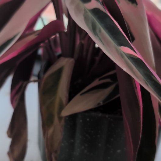 Photo of the plant species Stromanthe sanguinea 'Tricolor' by @FitDecodon79 named Spike Leaves on Greg, the plant care app