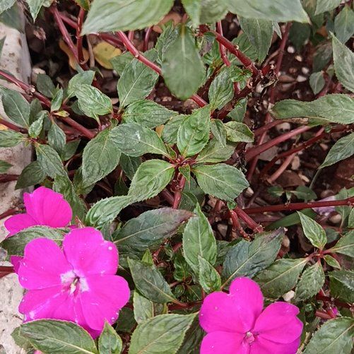 Photo of the plant species Buzzy Lizzy by @DeanPixiecap95 named LiloStitch on Greg, the plant care app