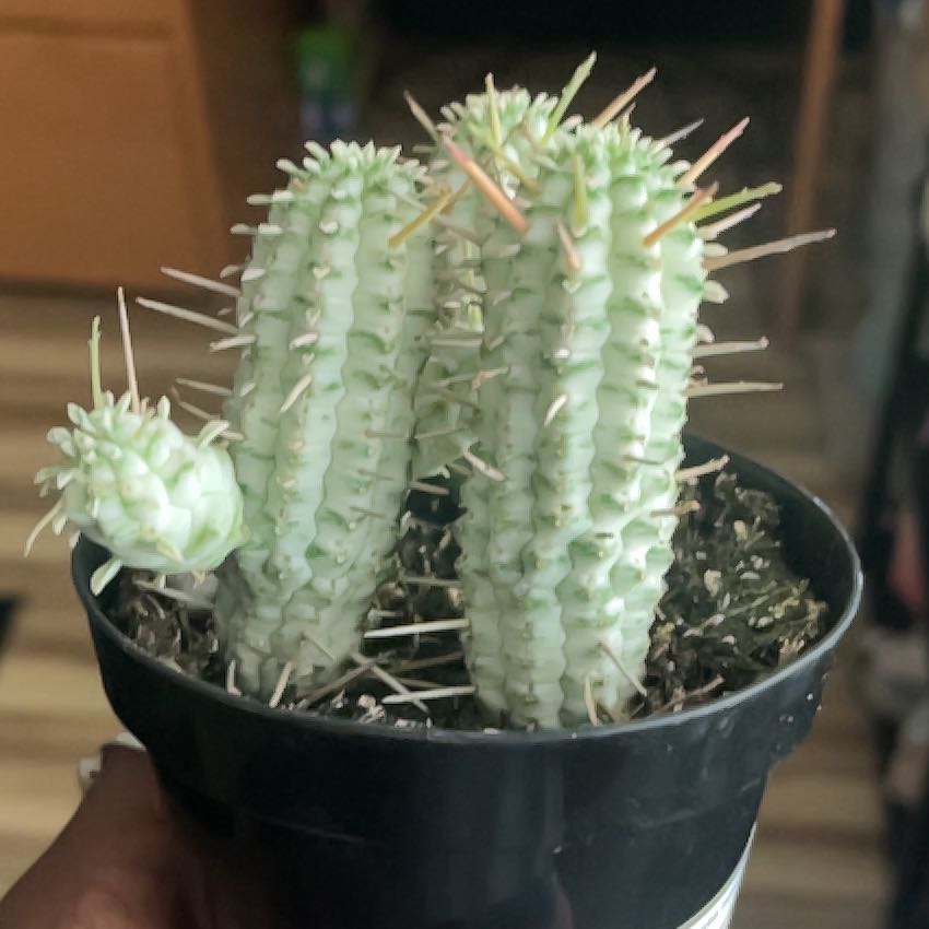 Photo of the plant species Variegated Corn Cob Cactus by @AceWildtea78 named Winston on Greg, the plant care app