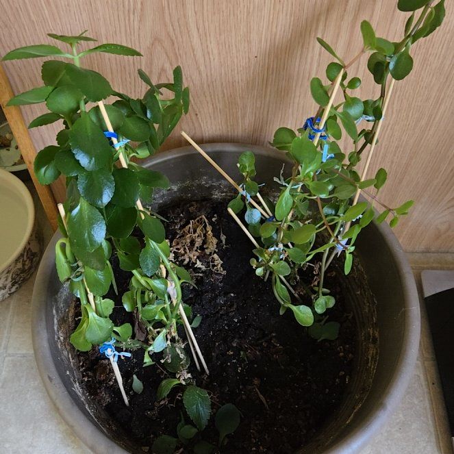 Photo of the plant species Lesser Periwinkle by @RegalCattleya99 named Mochi on Greg, the plant care app