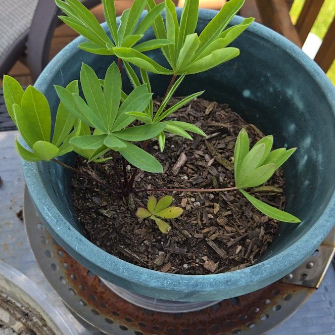 Photo of the plant species Big-Leaved Lupine by @RegalCattleya99 named Beyonce on Greg, the plant care app