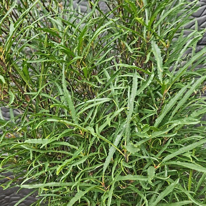 Photo of the plant species Buckhorn Plantain by @ManyEmerald67 named Sanders on Greg, the plant care app