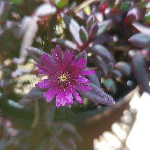 Photo of the plant species Chisme by @RichAlbo98 named Luna on Greg, the plant care app