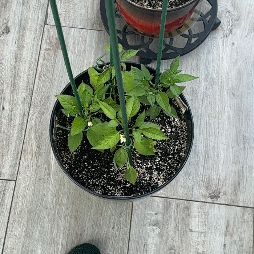 Photo of the plant species Jalapeno Pepper by @SwellHoya89 named Emerson on Greg, the plant care app