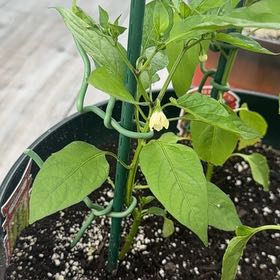 Photo of the plant species Sweet Pepper 'Shishito' by @SwellHoya89 named Sage on Greg, the plant care app