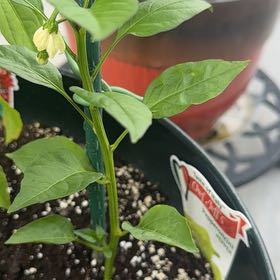 Photo of the plant species Pepperoncini Peppers by @SwellHoya89 named Orwell on Greg, the plant care app