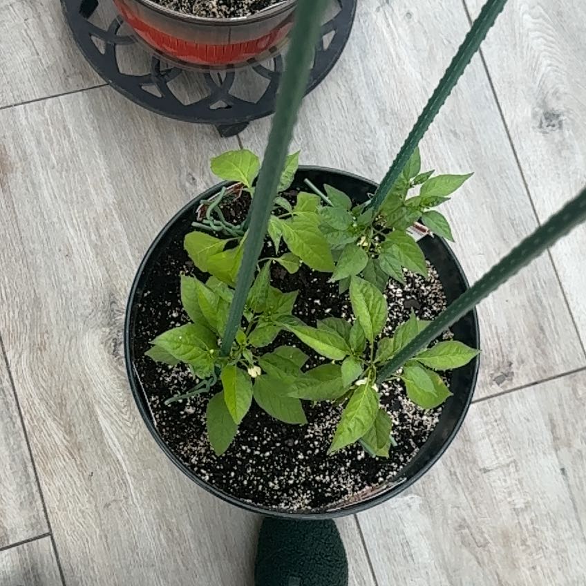 Photo of the plant species Italian Long Hot Pepper by @SwellHoya89 named Coco on Greg, the plant care app