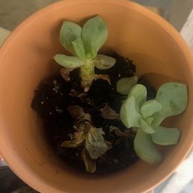 Photo of the plant species Porcelain Plant by @ImpishAlmond16 named Coco on Greg, the plant care app