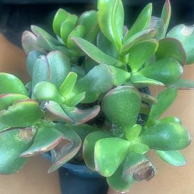 Photo of the plant species Golden Jade by @ImpishAlmond16 named Bruce Lee on Greg, the plant care app