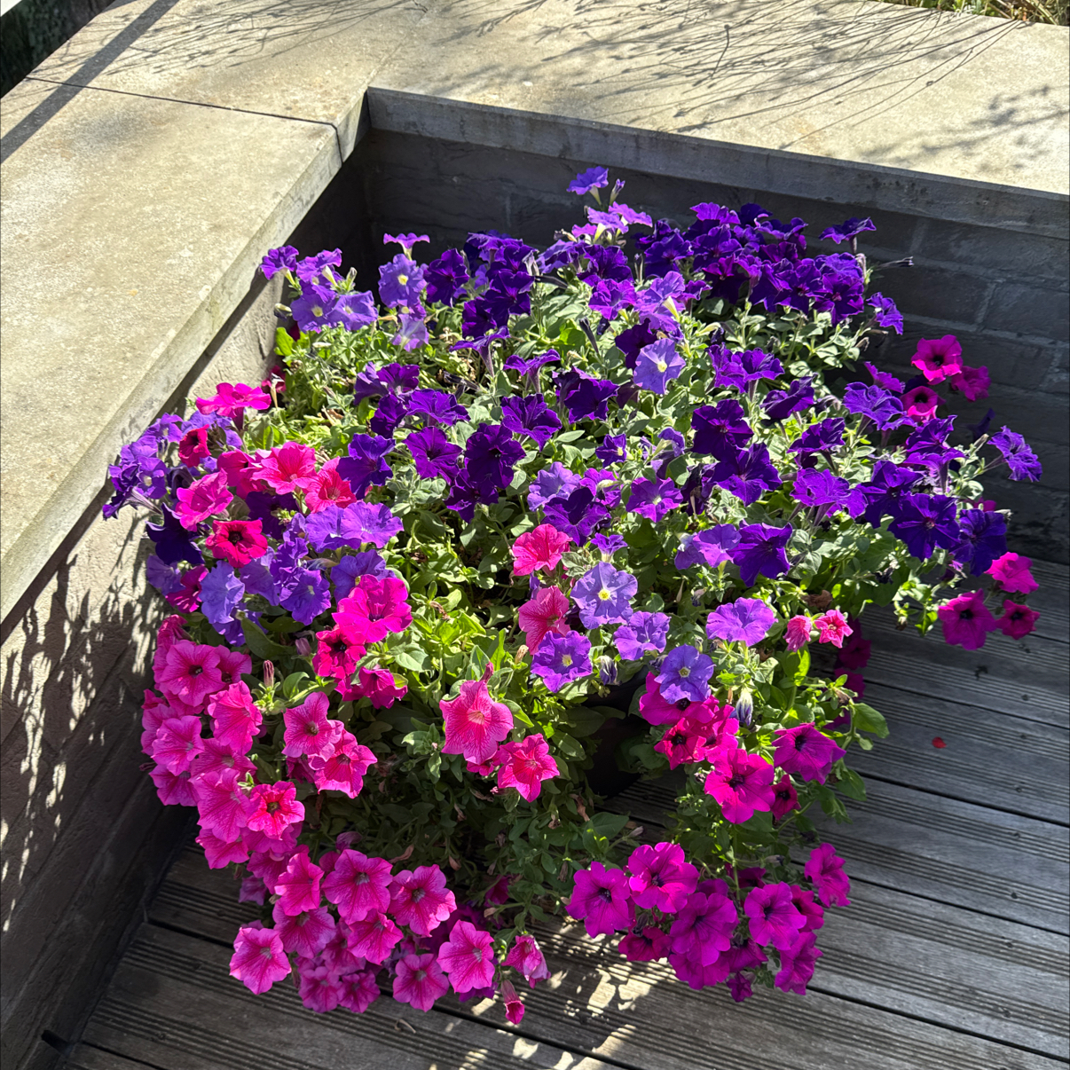 Photo of the plant species Petunia by @PoohBear named Pink - purple on Greg, the plant care app