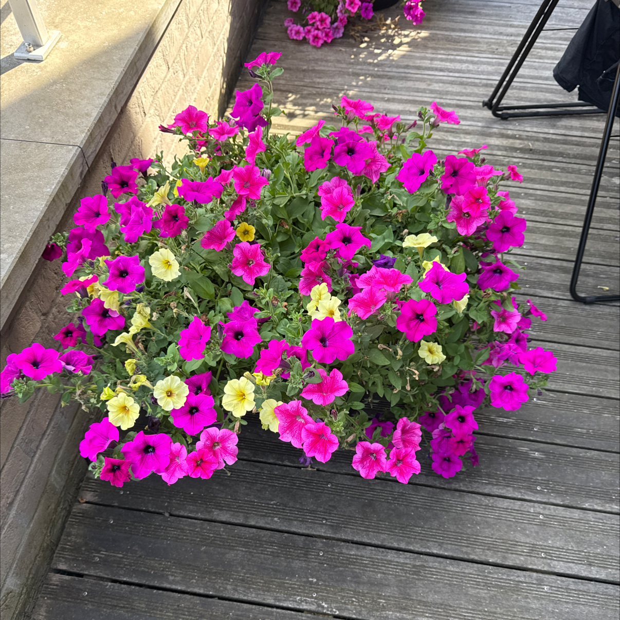 Photo of the plant species Petunia by @PoohBear named Yellow - pink on Greg, the plant care app
