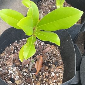 Photo of the plant species Southern Magnolia by @GrownAdelinia87 named Kendall on Greg, the plant care app
