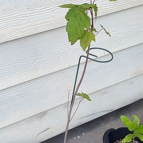 Photo of the plant species Drummond's Maple by @GrownAdelinia87 named Keanu Leaves on Greg, the plant care app