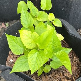 Photo of the plant species Crabweed by @GrownAdelinia87 named LiloStitch on Greg, the plant care app