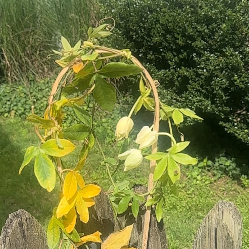 Photo of the plant species Bluecrown Passionflower by @SpecialPinetree named Gobi on Greg, the plant care app
