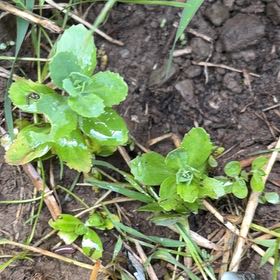 Photo of the plant species Witch's Moneybags by @HeroineChosmo11 named Captain Plant-it on Greg, the plant care app