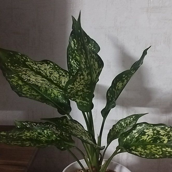 Photo of the plant species Aglonema by @FitAjídulce57 named Michelle Branch on Greg, the plant care app