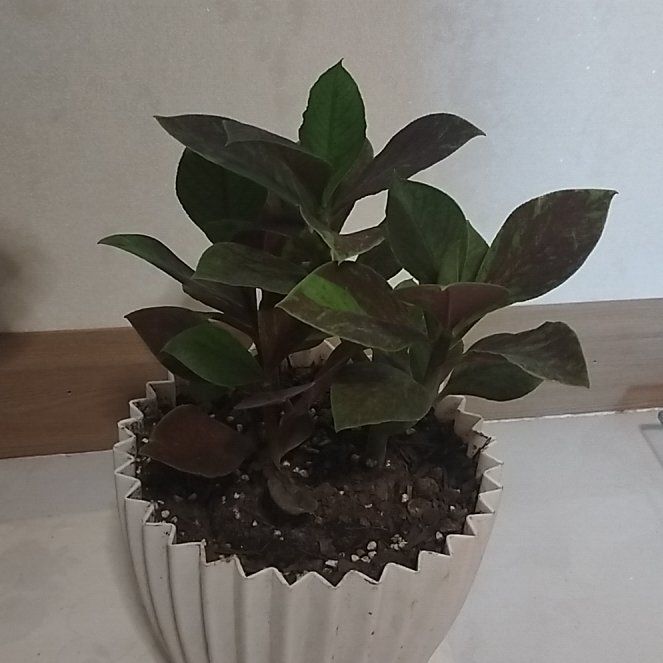 Photo of the plant species African Milk Bush by @FitAjídulce57 named فردوس on Greg, the plant care app
