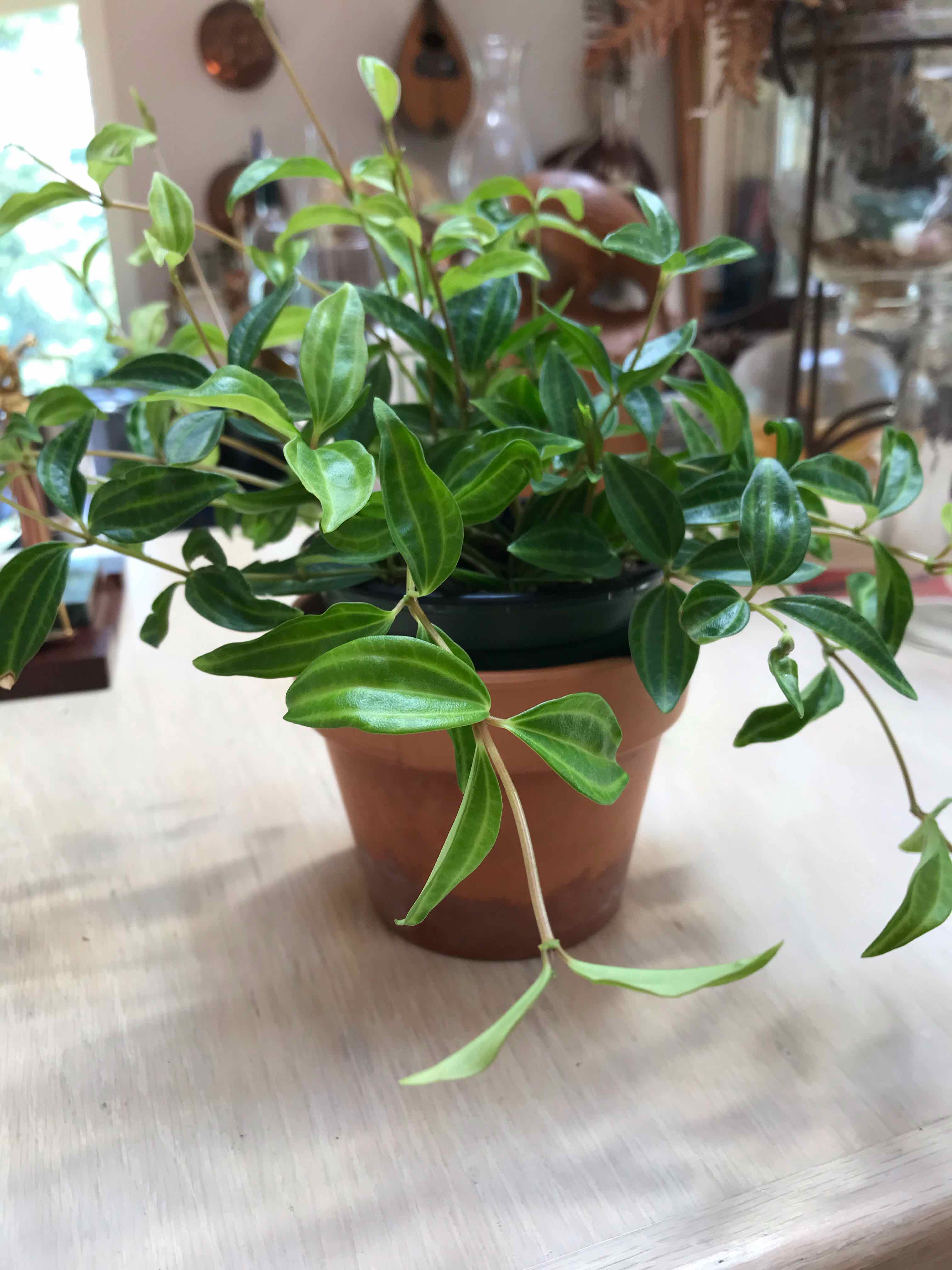 A healthy Radiator Plant in a terracotta pot with green leaves.