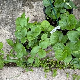 Photo of the plant species Garden Strawberry by @YesCashew76 named Sherlock on Greg, the plant care app