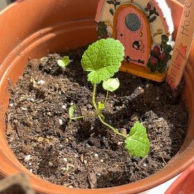 Photo of the plant species Hollyhock by @VipBunnyears8 named Terra on Greg, the plant care app