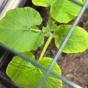 Photo of the plant species Pumpkin by @VipBunnyears8 named Ulysses S Plant on Greg, the plant care app