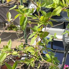 Photo of the plant species Japanese Honeysuckle by @AproposBagpod79 named Honeysuckle on Greg, the plant care app
