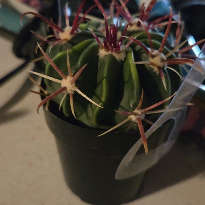 Photo of the plant species Devil's Tongue Barrel Cactus by @HardyPuka86 named Mojave on Greg, the plant care app