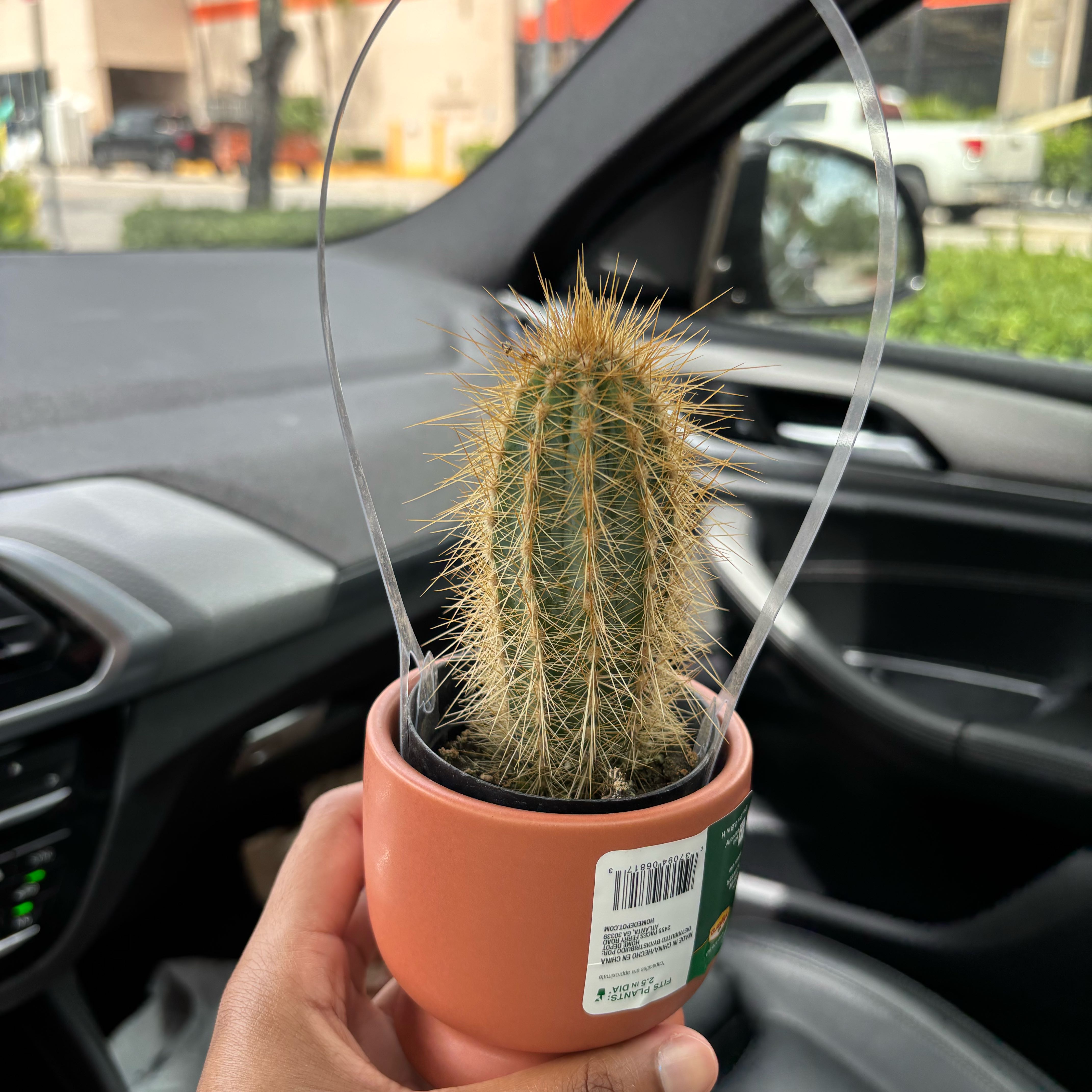 Photo of the plant species Assorted Pilosocereus by @GourmetKiekie41 named Tree Diddy on Greg, the plant care app