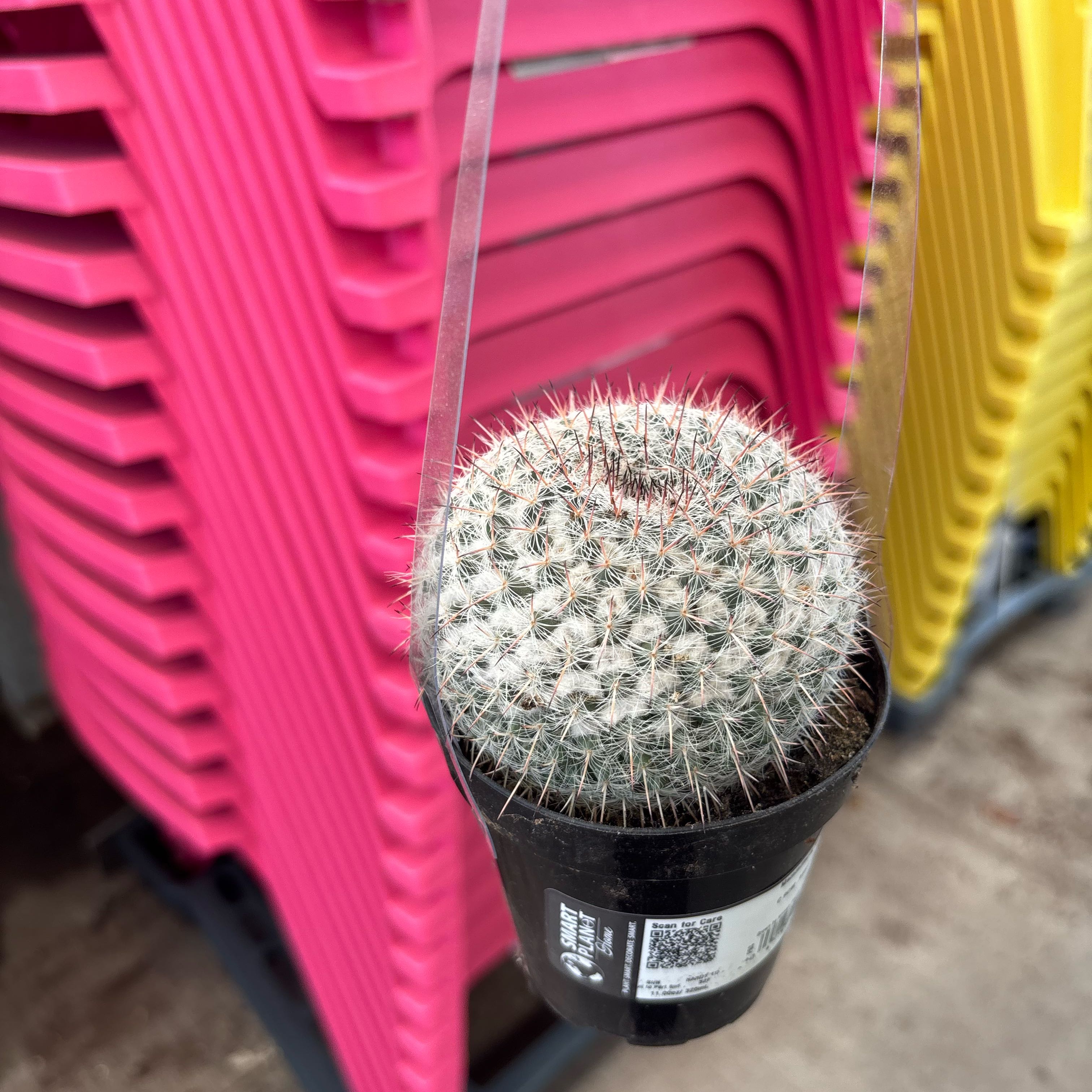 Photo of the plant species Old Lady Cactus by @GourmetKiekie41 named Time on Greg, the plant care app