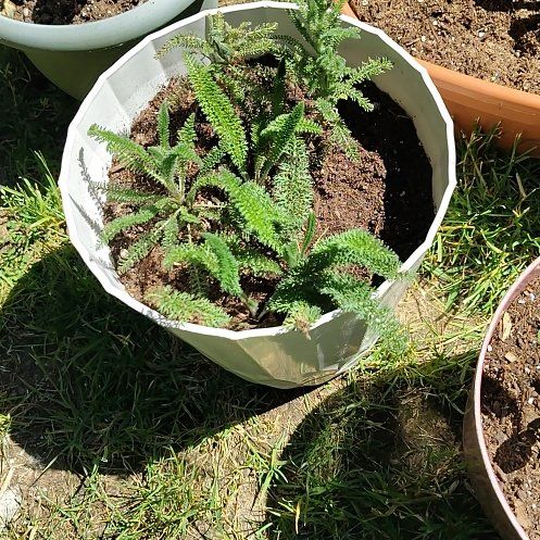 Photo of the plant species Boreal Yarrow by @QueenFord92 named Scarlett on Greg, the plant care app