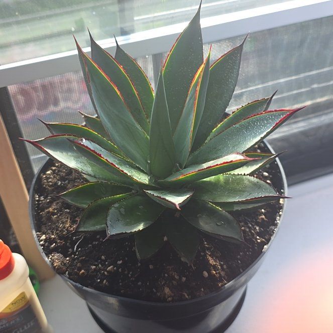 Photo of the plant species Coastal Agave by @ComicalHedera81 named Taylor Swift on Greg, the plant care app