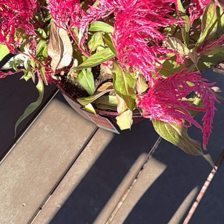 Photo of the plant species Dragons Breath by @Googlyguy26 named Leonardo on Greg, the plant care app
